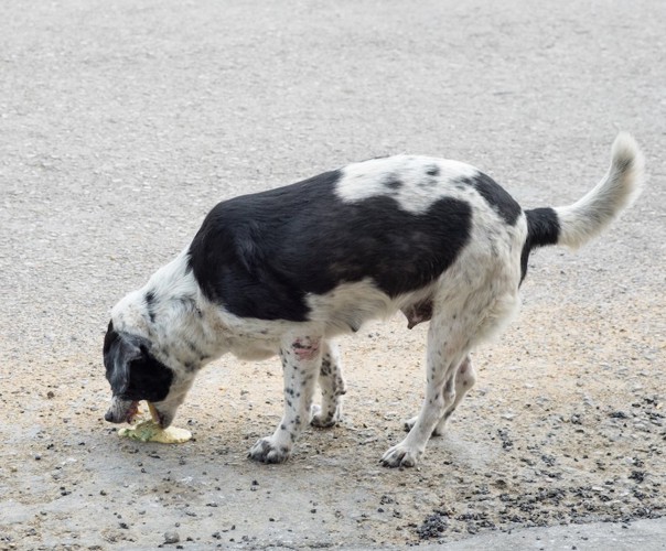 嘔吐している犬