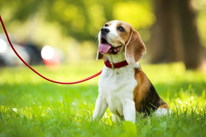 散歩中に草むらの中で座る犬