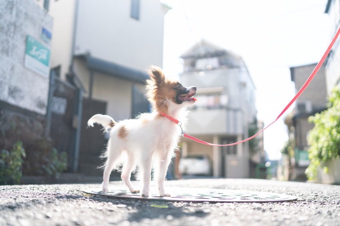 赤いリードをつけたパピヨンの子犬