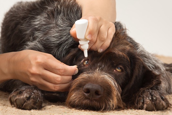 目薬をさす犬