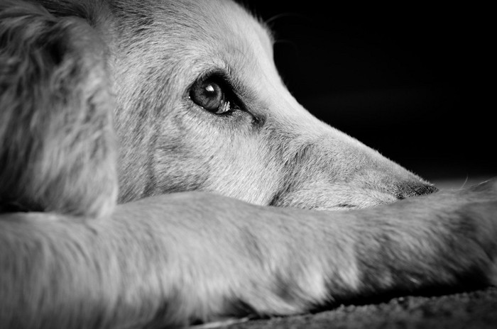 怯えている犬の横顔