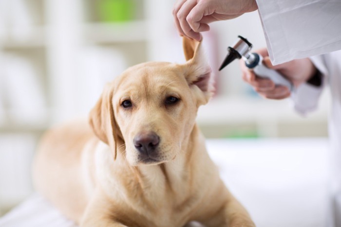 耳の診察を受ける犬