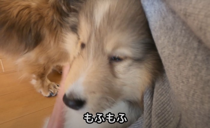 もふもふの犬