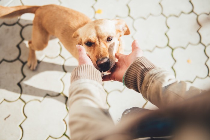 犬を触ろうとする人間の手と犬