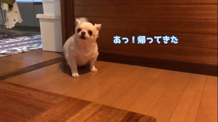 飛び起きる犬