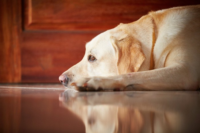 寂しそうな表情の犬