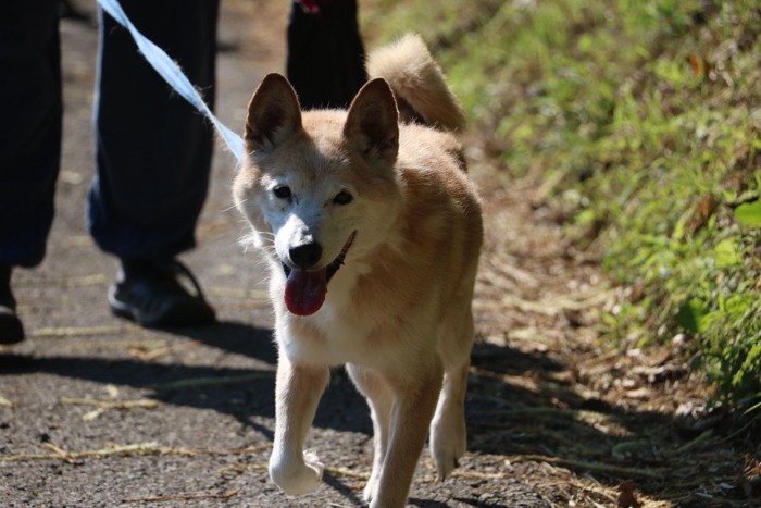 散歩する犬