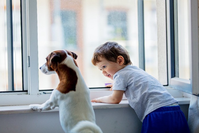 窓の外を見ている犬と男の子