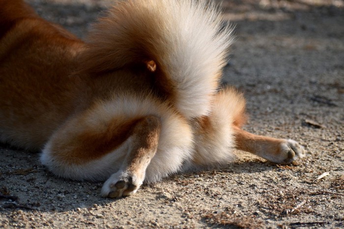 地面に伏せる柴犬のおしり