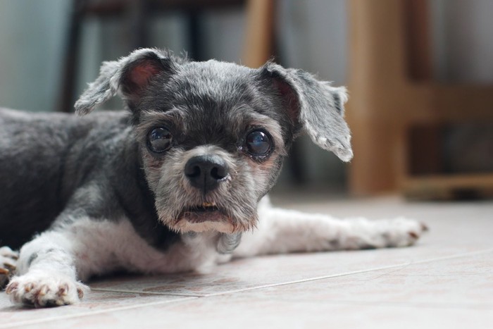 床に手を大きく広げたシーズーの老犬