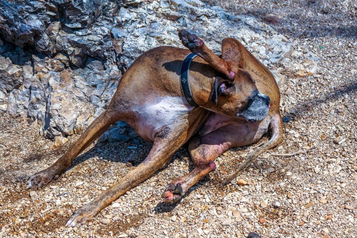 お尻を気にする犬