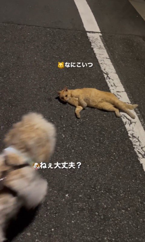 かまぼこくんと猫さん4