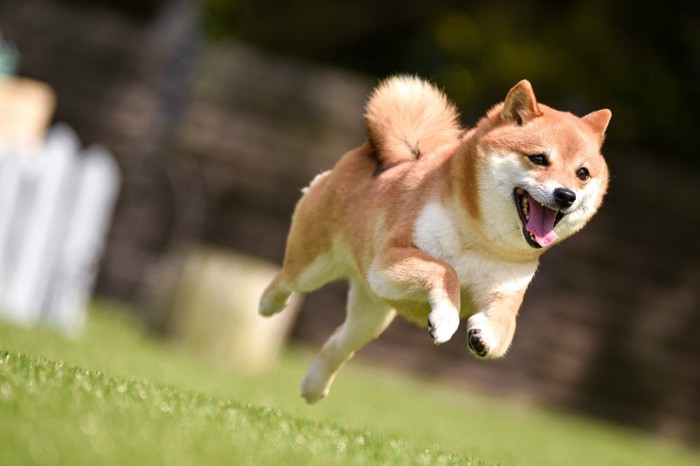 笑顔で駆ける柴犬