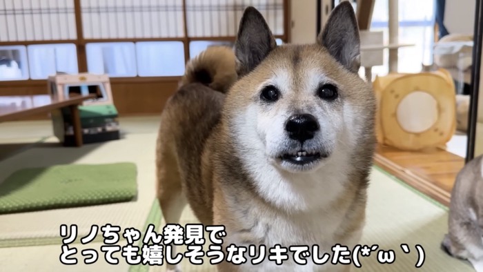 こちらを見ている柴犬のアップ