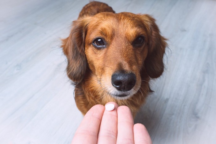 犬と薬