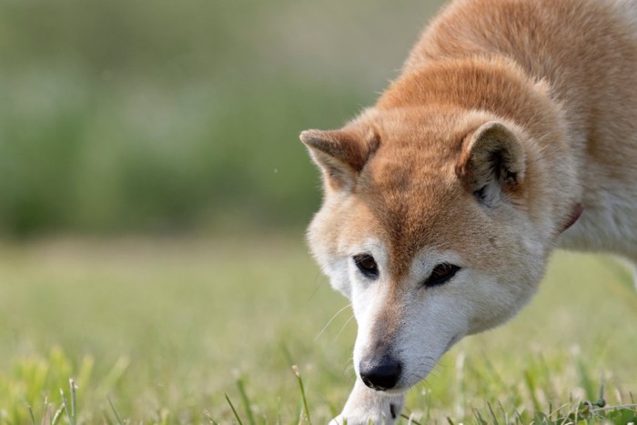 体勢を低くする犬