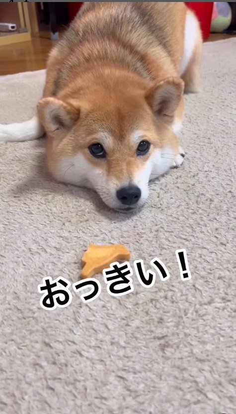 「クッキー大きすぎるのよ！」