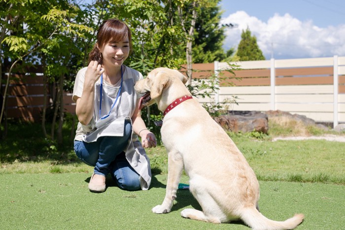 しつけ中の人間と犬