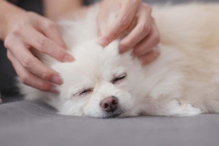 犬の耳元を両手でマッサージする