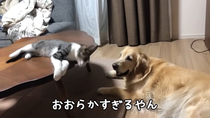 見つめあう犬と猫