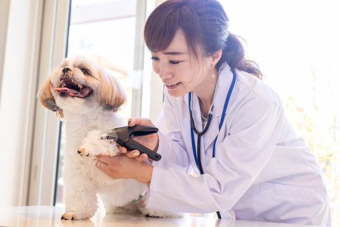 動物病院での爪切り