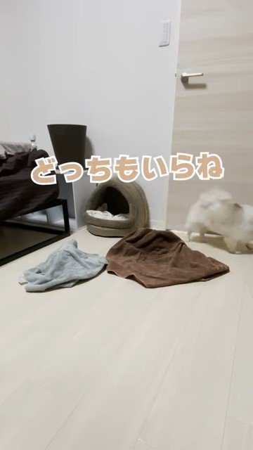 去っていく犬