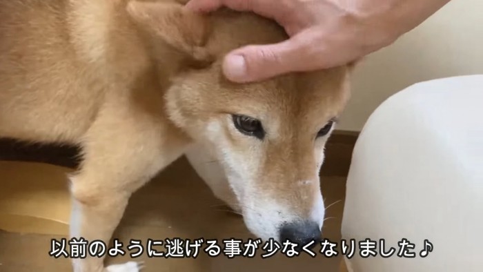 徐々に人間に慣れてきたおこげちゃん