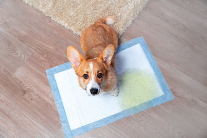 シートの上で排泄できた犬