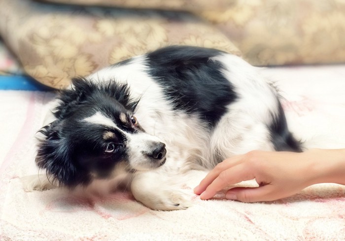 人の手を嫌がる犬