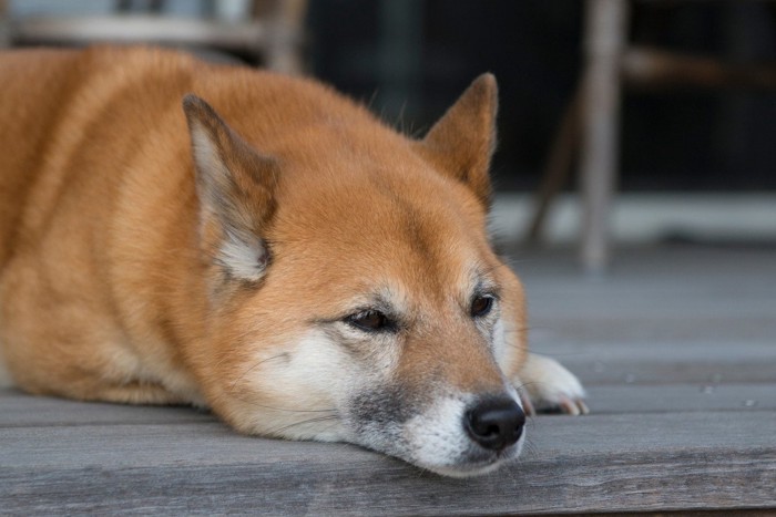 伏せている犬