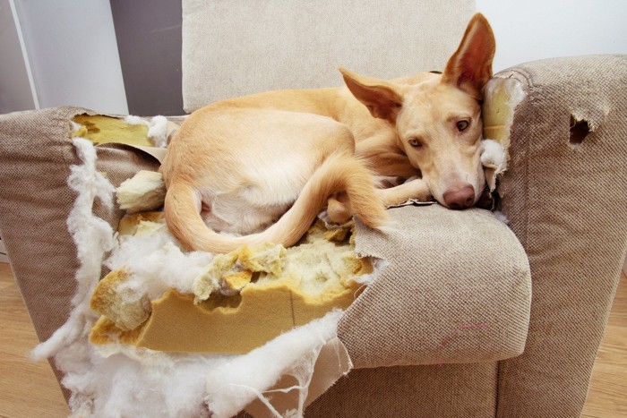 破壊されたソファーでくつろぐ犬