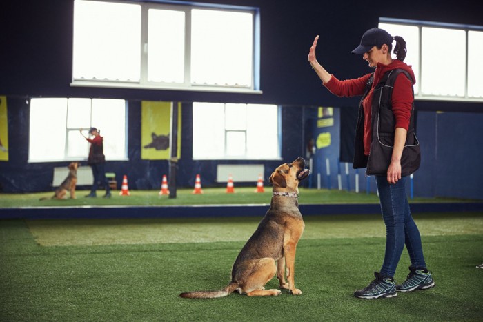 オビディエンス訓練中の犬と女性