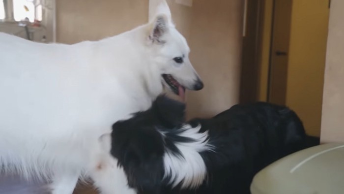 白い犬と黒白の犬
