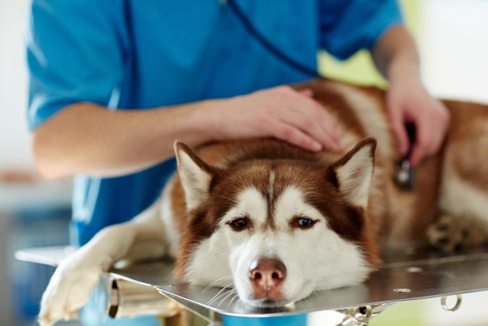 病院で診察される犬