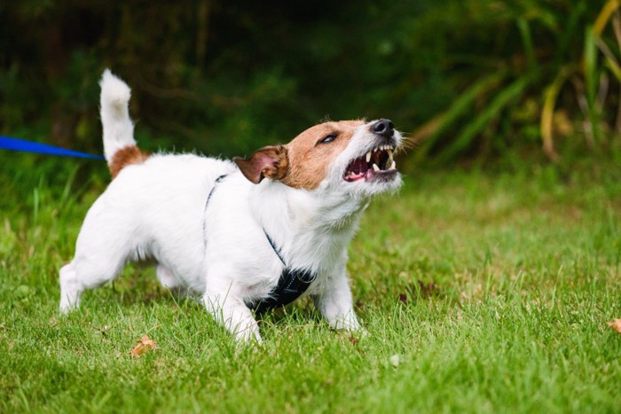 吠えて威嚇する犬