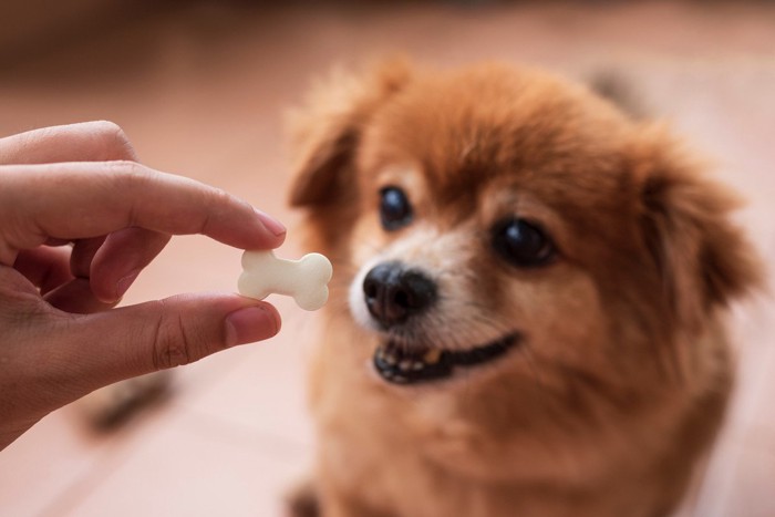 おやつを持つ手と犬