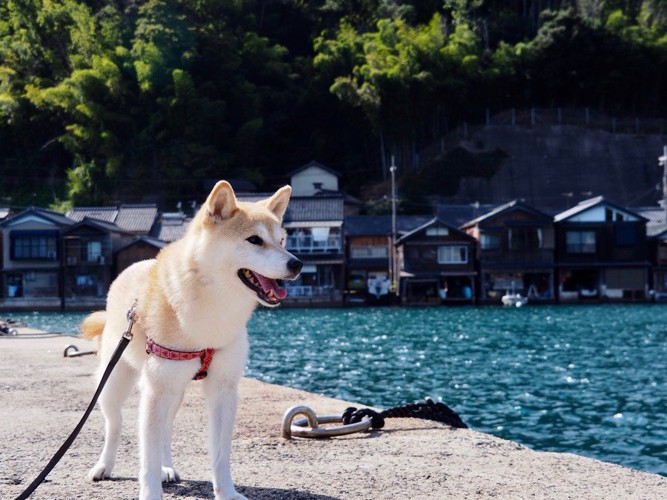 漁港にいる犬