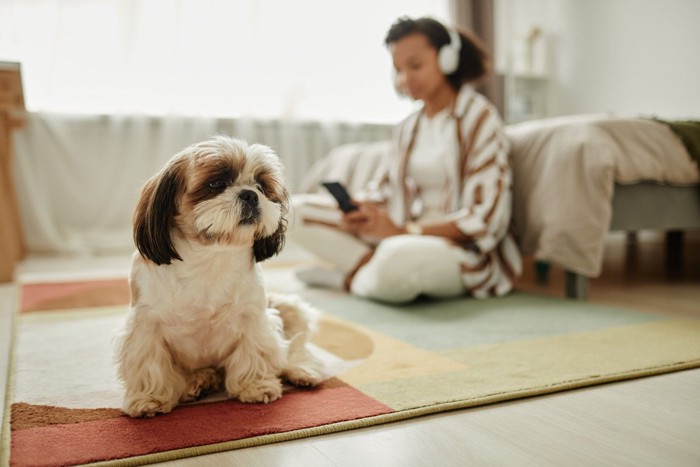 飼い主が構ってくれずに不満そうな犬