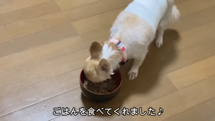 おもちちゃんも食欲バッチリ