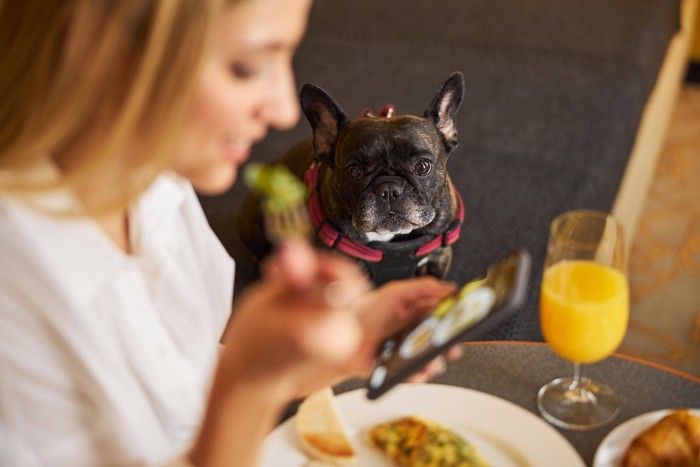 犬を無視する女性