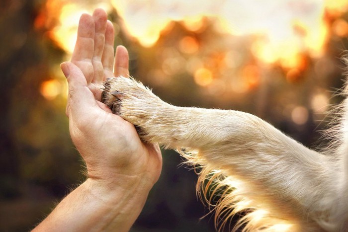 子犬の肉球