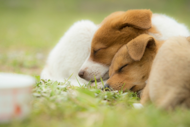 寝てる子犬の写真