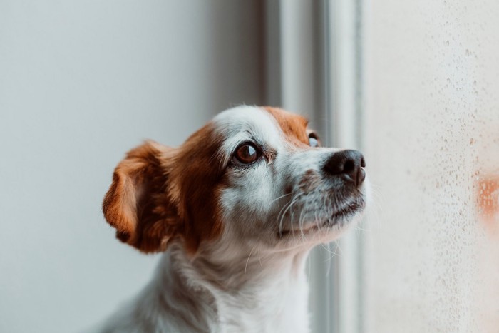 濡れた窓と犬の顔のアップ