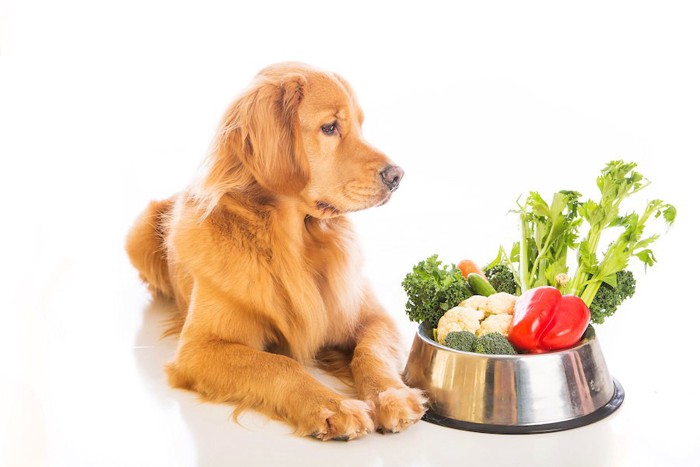 ボウルに入った野菜を見る犬