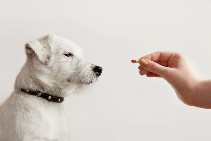 白い犬とカプセルを持った手