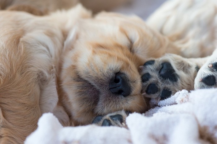 眠る子犬と黒い肉球