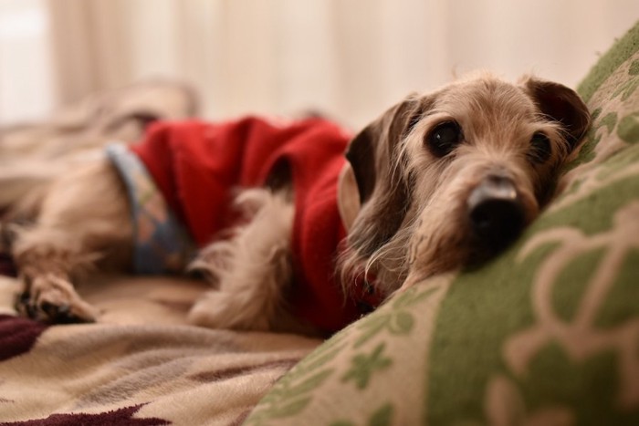 ベッドで横になる寝起きの老犬