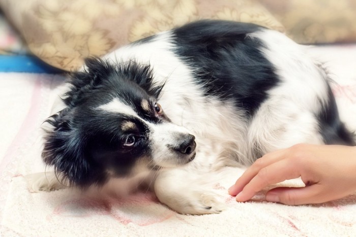 警戒する犬と手