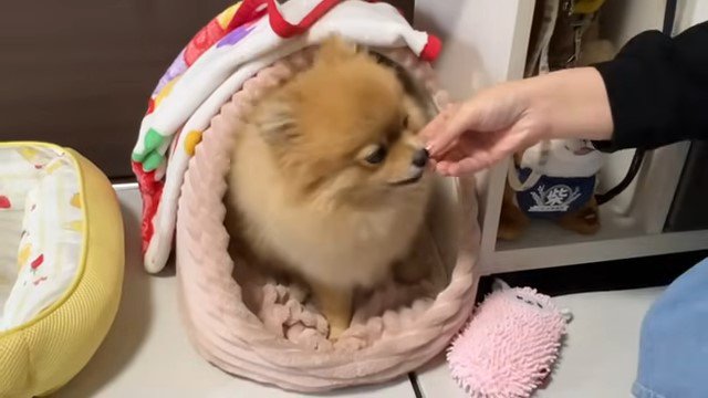 おやつをもらう犬