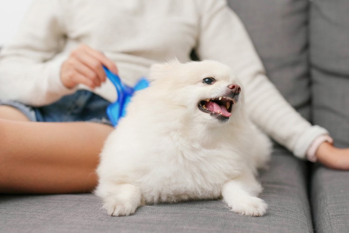 ブラッシングされながら唸る犬